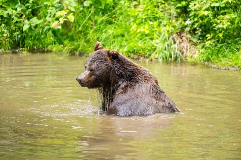 Eurasian brown bear (Ursus arctos arctos) in a little lake, Bavarian Forest, Bavaria, Germany