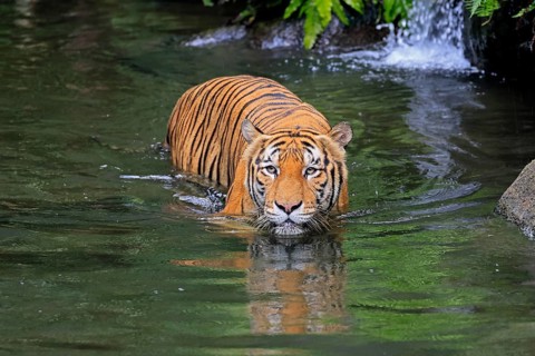 Malaysia tiger (Panthera tigris jacksoni), adult, in water, alert, Malaysia, Southeast Asia