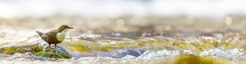 White-throated Dipper, (Cinclus cinclus), foraging at a mountain stream, animals, birds,