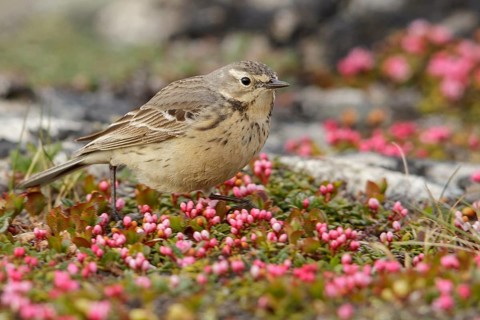 American Pipit (Anthus rubescens) perched on the tundra in Nome, Alaska
