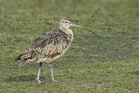 Long-billed Curlew (Numenius americanus), California, USA