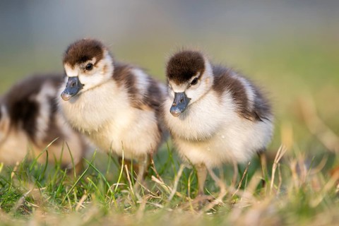 Egyptian goose (Alopochen aegyptiaca) cute chicks on a meadow at the shore of a lake, Bavaria,