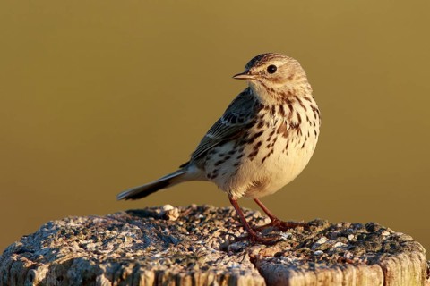 Meadow Pipit (Anthus pratensis) perched on pale, North Rhine-Westphalia, Germany