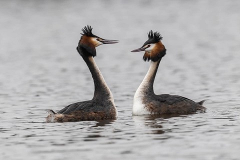Great Crested Grebe (Podiceps Scalloped ribbonfish), courtship display, Emsland, Lower Saxony,