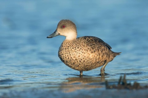 Grey Teal (Anas gracilis), Victoria, Australia