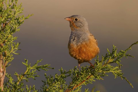 Cretzschmar's Bunting - Grauortolan - Emberiza caesia, Cyprus, adult male