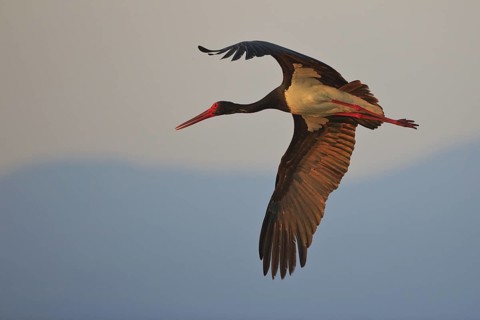 Black Stork (Ciconia nigra) flying, Greece