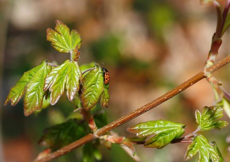Chrysomela vigintipunctata (Chrysomela vigintipunctata) sitting on a leaf, North Rhine-Westphalia,