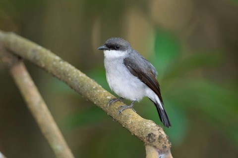 Mangrove Robin (Peneoenanthe pulverulenta leucura), Queensland, Australia