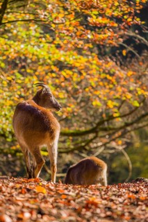 Two female Himalayan tahr (Hemitragus jemlahicus) are backlit in a forest. In the background is a