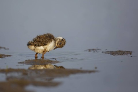Northern Lapwing (Vanellus vanellus) chick, North Rhine-Westphalia, Germany