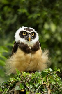 Spectacled Owl (Pulsatrix perspicillata) captive, juvenile, Germany