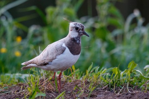 Northern Lapwing (Vanellus vanellus) partial albino, Netherlands
