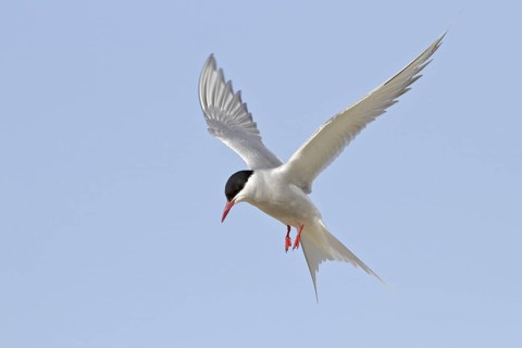 Arctic Tern (Sterna paradisaea) flying, Manitoba, Canada
