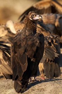 Cinereous Vulture (Aegypius monachus), Madrid, Spain