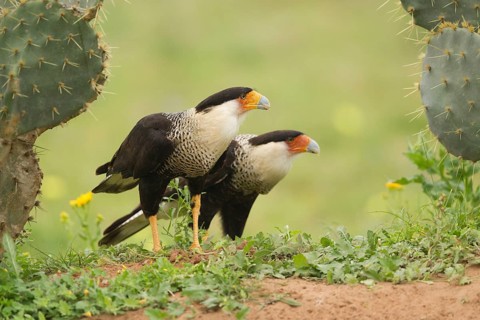 Northern Crested Caracara (Caracara cheriway), Texas, USA