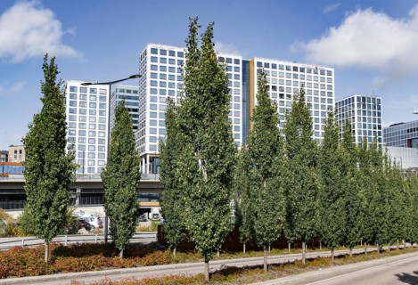 Trembling Poplar (Populus tremula 'Erecta'), Finland