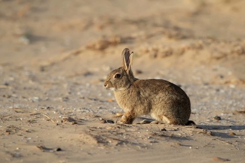 Rabbit (Oryctolagus cuniculus) adult animal on a sandy beach in summer, England, United Kingdom