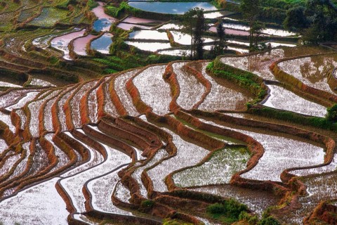 Celestial Stairs — The Yuanyang Rice Terraces in Yunnan, China, carved by the Hani people over 1,
