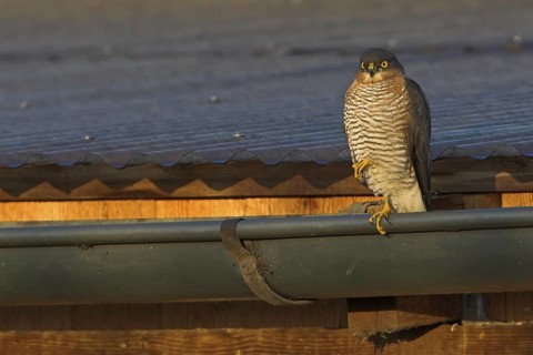Eurasian Sparrowhawk (Accipiter nisus), Rhineland-Palatinate, Germany