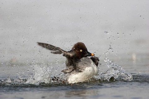 Common Goldeneye (Bucephala clangula) female, Berlin, Germany