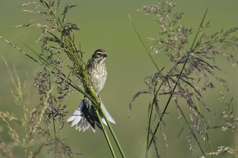 Pallas's Reed Bunting (Emberiza pallasi) juvenile, Dornod, Mongolia