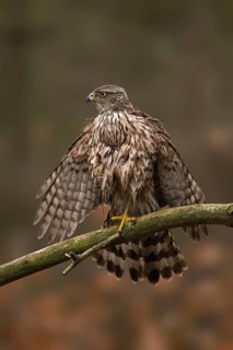 Northern Goshawk (Accipiter gentilis) juvenile, Utrecht, Netherlands
