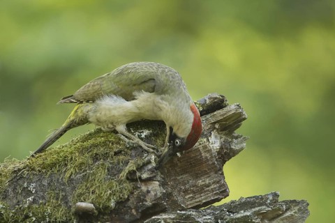 European Green Woodpecker (Picus viridis) female, Rhineland-Palatinate, Germany