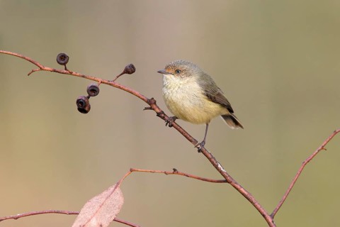Buff-rumped Thornbill (Acanthiza reguloides), Victoria, Australia