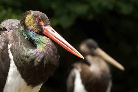 Black Stork (Ciconia nigra), Germany