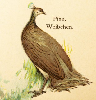 Peacock (Pavo pictus) female, grass, world of birds, historical illustration 1890