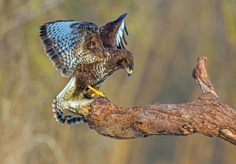 Common buzzard sitting room, (Buteo buteo), biotope, habitat, Baden-Württemberg, Federal Republic