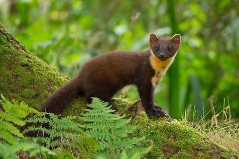 European pine marten (Martes martes) adult animal on the base of a tree in a woodland in summer,
