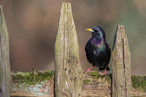 Common Starling (Sturnus vulgaris) perched on a wooden fence, Poland