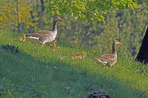 Greylag goose (Anser anser), family, chicks, Witten, North Rhine-Westphalia, Germany