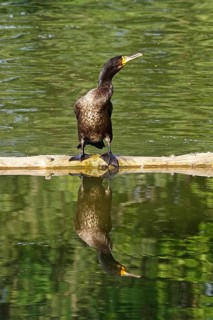 Great cormorant (Phalacrocorax carbo), June, Germany