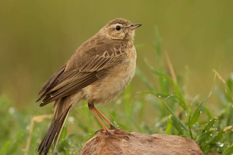Plain-backed Pipit (Anthus leucophrys), Masai Mara, Kenya