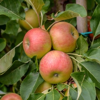 Columnar apple (Malus domestica 'Rhapsodie'),  Germany