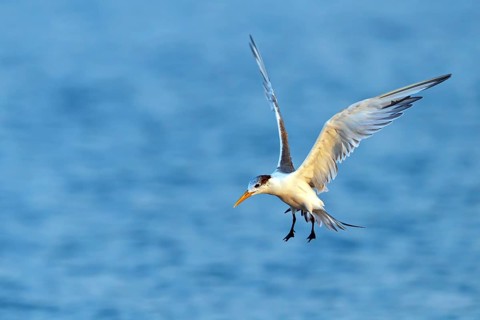 Caspian Tern, (Sterna bergii), (Thalasseus bergii), subfamily of terns, flight photo, Wadi Darbat,