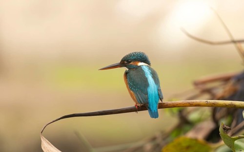 A kingfisher (Alcedo atthis), Sreepur, Gazipur, Bangladesh