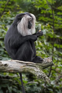 Lion-tailed macaque (Macaca silenus) wanderoo endemic to the Western Ghats of South India, eating