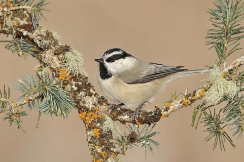 Mountain Chickadee (Poecile gambeli), New Mexico, USA