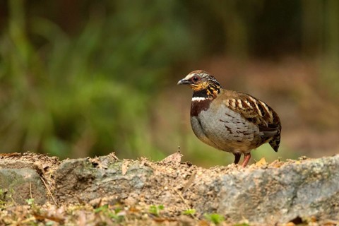 White-necklaced Partridge (Arborophila gingica) perched on the ground, Fujian, China
