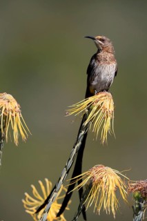 Cape Honeybird (Promerops cafer), adult, male, on flower, Protea, vigilant, Kirstenbosch Botanical