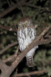 Pearl-spotted Owlet (Glaucidium perlatum), Lake Baringo, Kenya