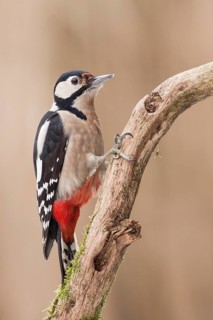 Great Spotted Woodpecker (Dendrocopos major) female, Rhineland-Palatinate, Germany