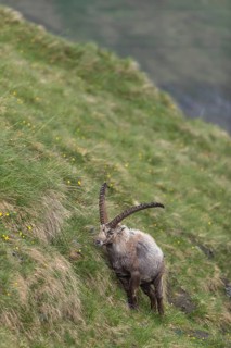 One adult ibex (Capra ibex) grazing on a steep meadow, side view portrait, on 2500 m sea level in