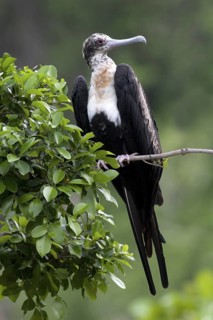 Great Frigatebird (Fregata minor) female, Christmas Island, Australia