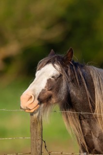 Horse or pony (Equus caballus) adult animal sleeping while resting its head on a fence post,
