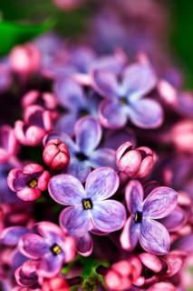Common lilac (Syringa vulgaris), purple flowers, close-up, blurred, North Rhine-Westphalia, Germany